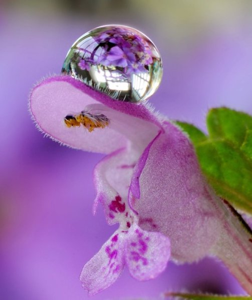 Капелька нежности