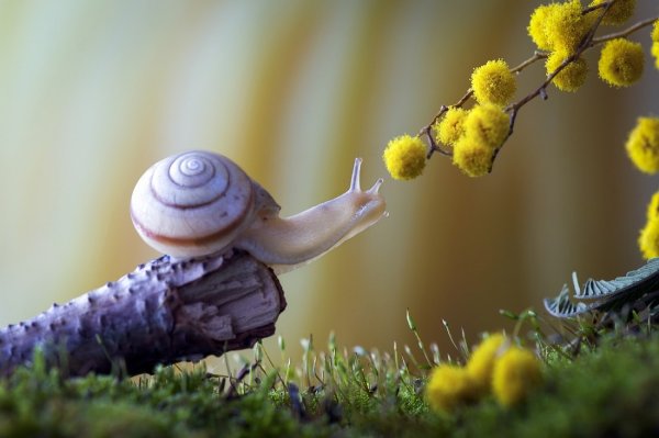 Позитивная Весна