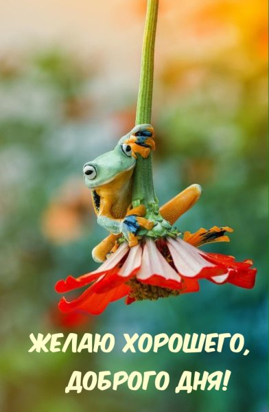 Самый большой букет