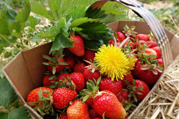 Июнь земляника