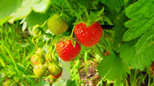 Всемирный день клубники