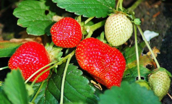 Земляника Александрия