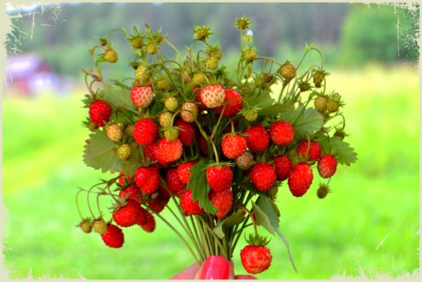 Букет земляники
