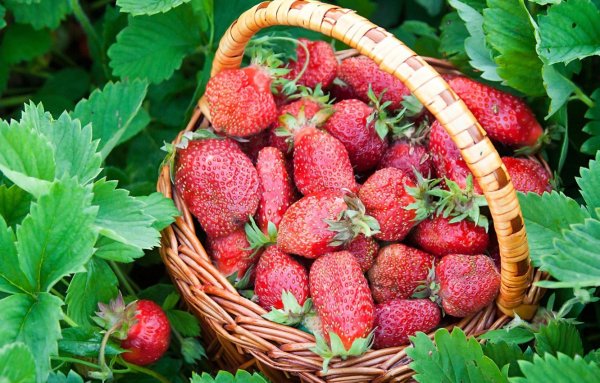 Клубника в корзинке