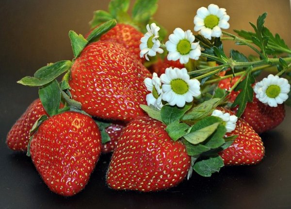 Клубника Сельва