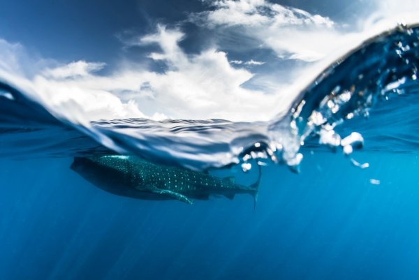 Всемирны йдень Океанове