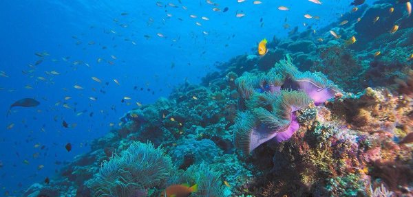 Международный день океана