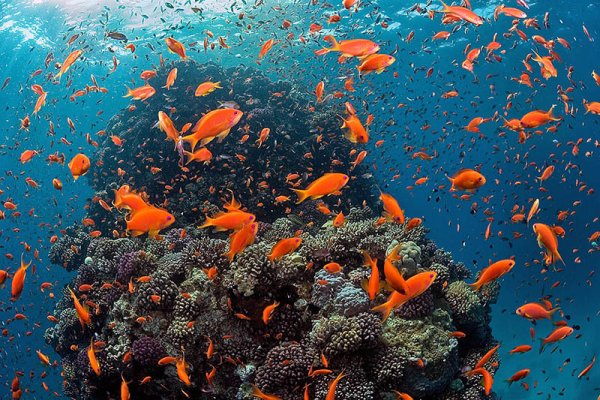 Всемирныйьдень океанов