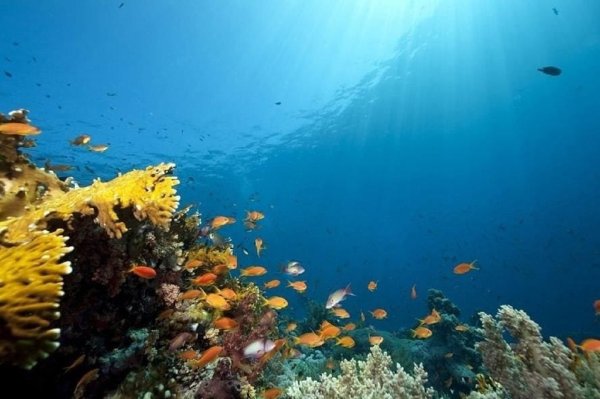 День океана