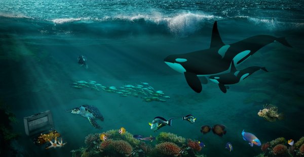 День океана