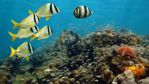 Морские обитатели Атлантического океана