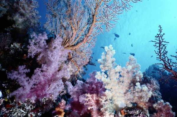 Всемирный день океанов фото