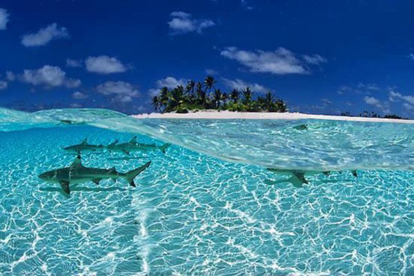 День океанов