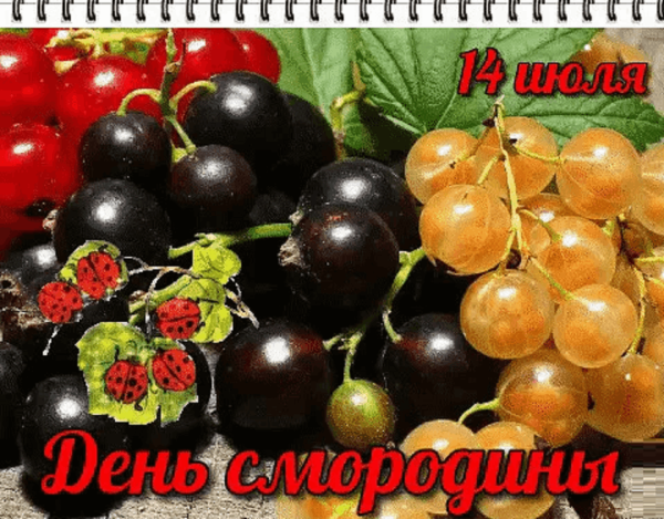 Смородина Черешневая