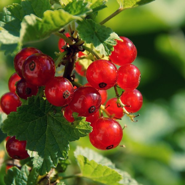 День смородины 14 июля