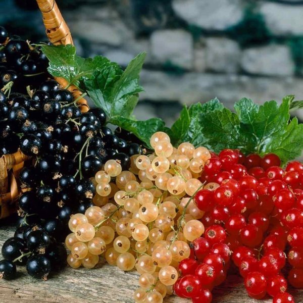 Смородина Изюмная