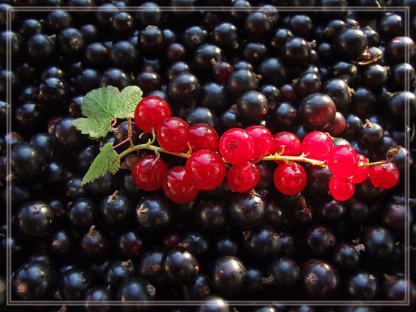 Смородина красная