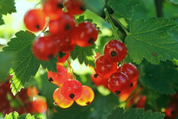 День смородины