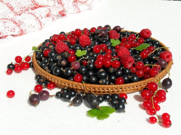 Красная смородина картинка для детей