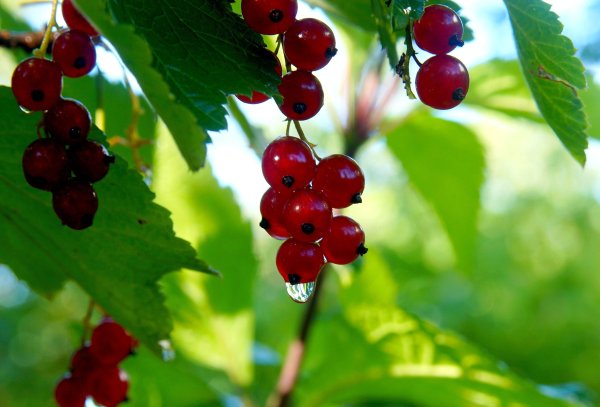 День смородины