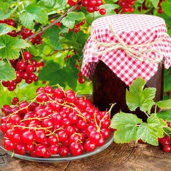 Ягоды белой смородины