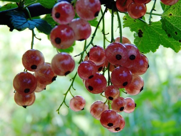 Смородина чёрная наследница