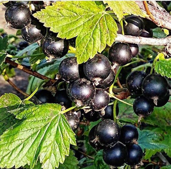 Ягоды смородины