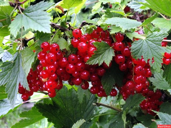 Ветка красной смородины