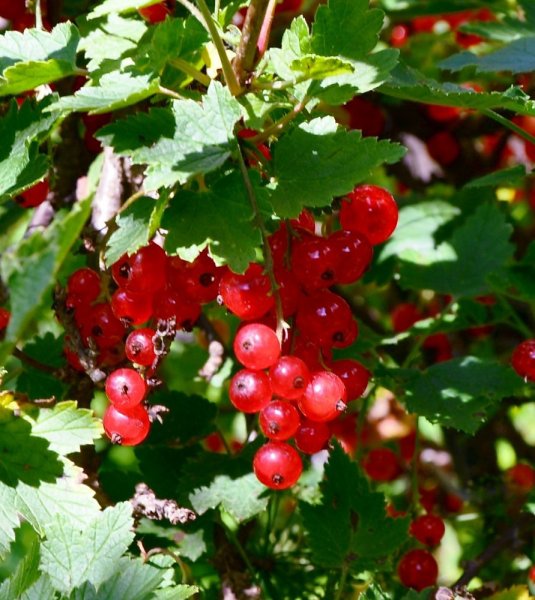 14 Июля день смородины ягод