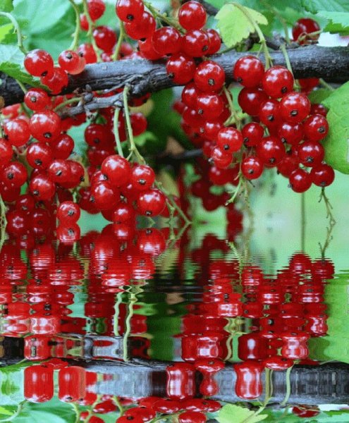 День смородины