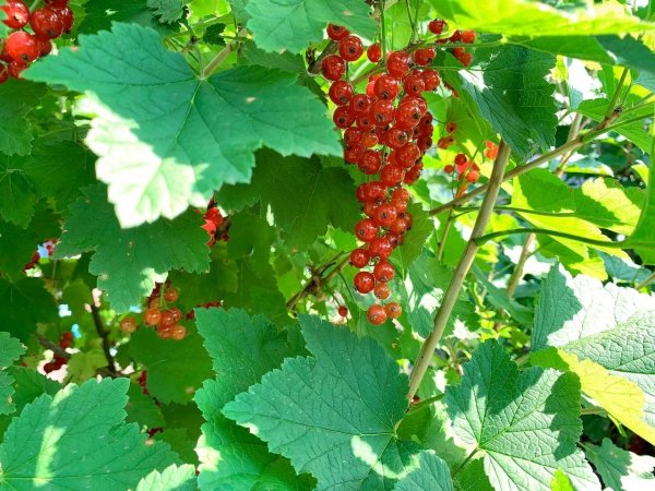 День смородины