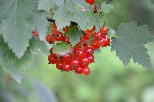 Красная смородина в вазе