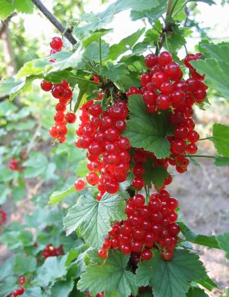 Смородина фото сверху