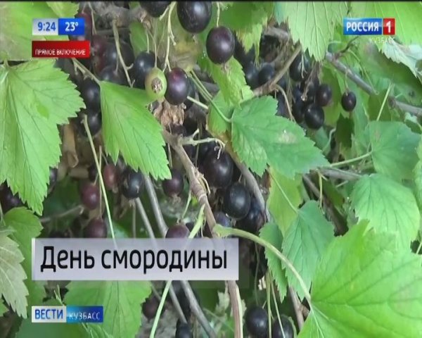 Смородина (ribes)