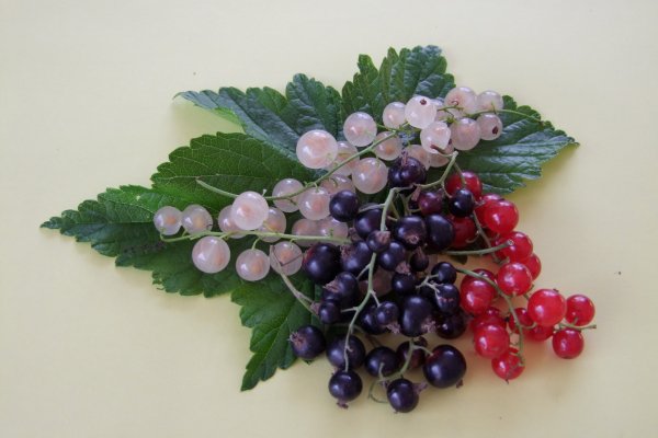 Пейзаж июль красная смородина фото