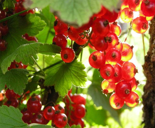 День смородины фото