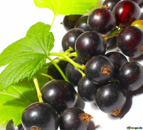 Смородина черная (ribes nigrum l.)