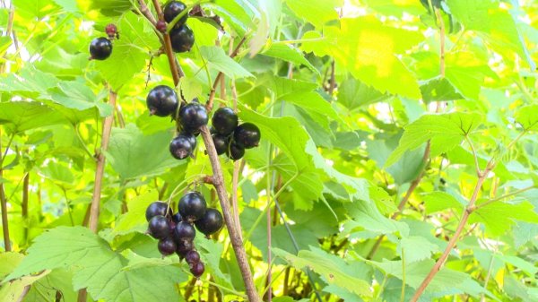 Смородина черная ФС