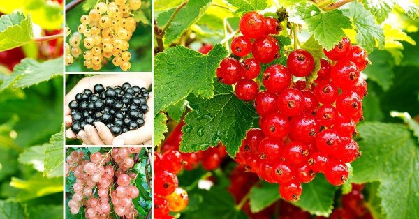 Красная и черная смородина