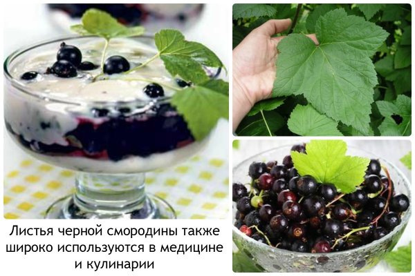 Смородина Нора