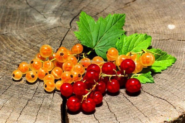 Смородина Толмачева