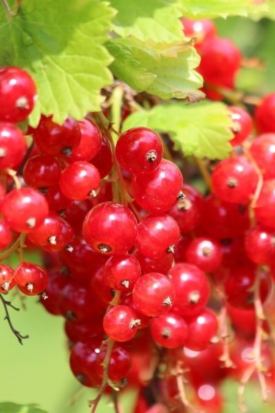 Смородина природный мир