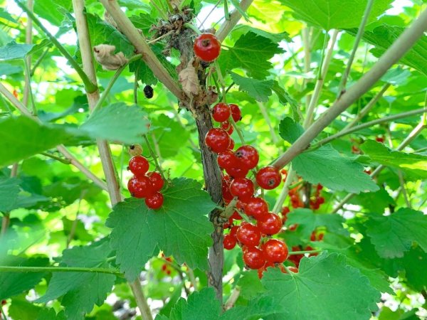 Смородина красная Валентиновка ягоды