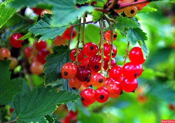 Смородина Уссурийская красная