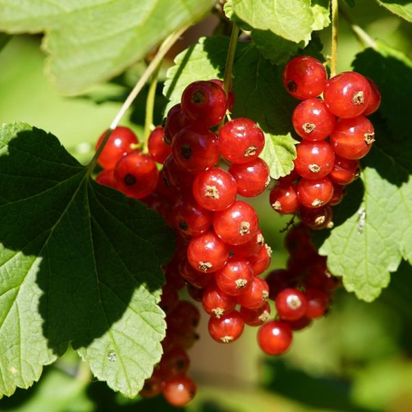 Смородина черная Гусар