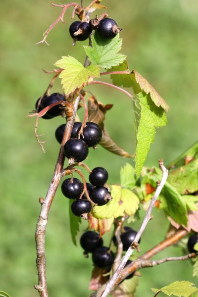 Красная смородина на тарелке