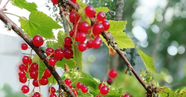 Черноплодная смородина