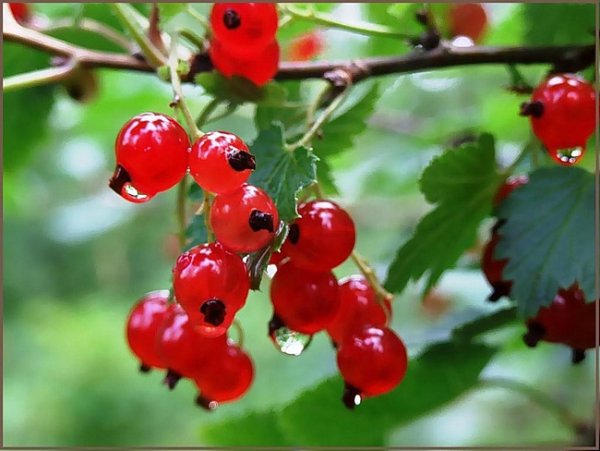 Белая смородина и чёрная смородина