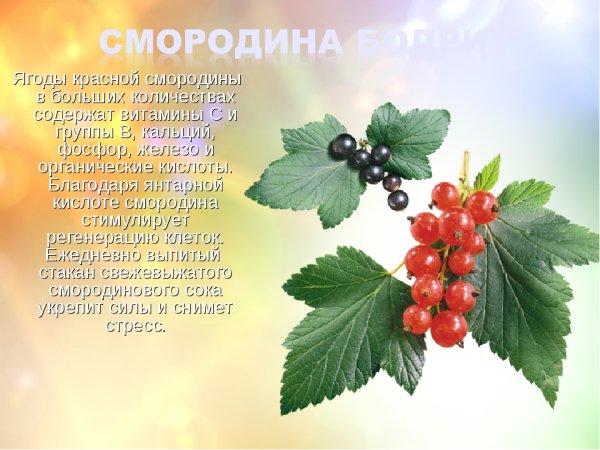 Смородина черная красная белая