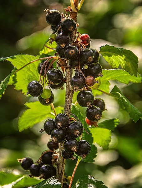 Ягоды смородины